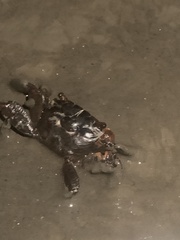 Parasesarma erythodactylum