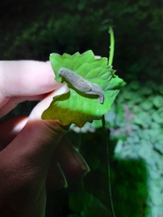 Helicarionoidea