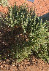 Tetragonia fruticosa