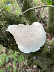 Pleurotus dryinus