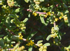 Tetragonia fruticosa