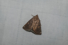 Amyna axis
