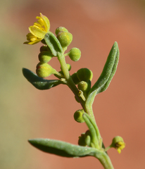 Tetragonia fruticosa