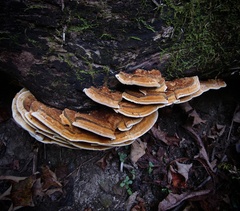 Inonotus cuticularis