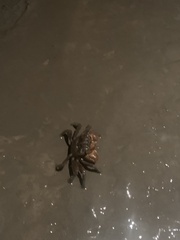 Parasesarma erythodactylum