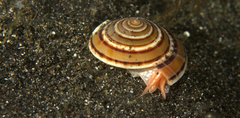 Architectonica maxima