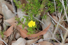 Hibbertia hypericoides