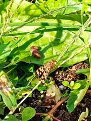 Panorpa meridionalis