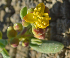 Tetragonia fruticosa