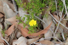 Hibbertia hypericoides