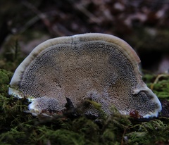 Inonotus cuticularis