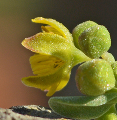 Tetragonia fruticosa