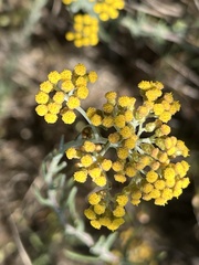 Helichrysum revolutum