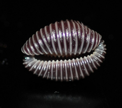 Pseudopusula sanguinea