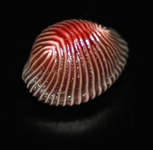 Pseudopusula sanguinea (Pseudopusula sanguinea)