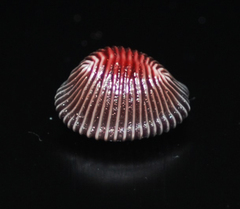Pseudopusula sanguinea