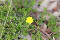 Hibbertia hypericoides