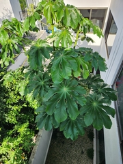 Cecropia peltata