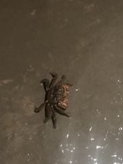 Parasesarma erythodactylum