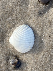 Cerastoderma edule