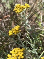 Helichrysum revolutum
