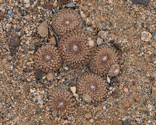 Eriosyce odieri