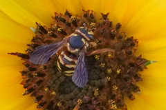 Dianthidium