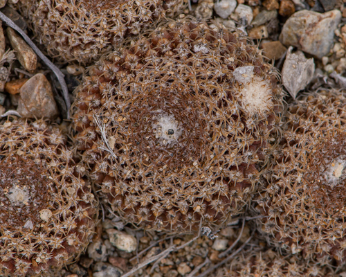 Eriosyce odieri