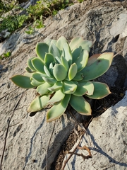 Echeveria simulans