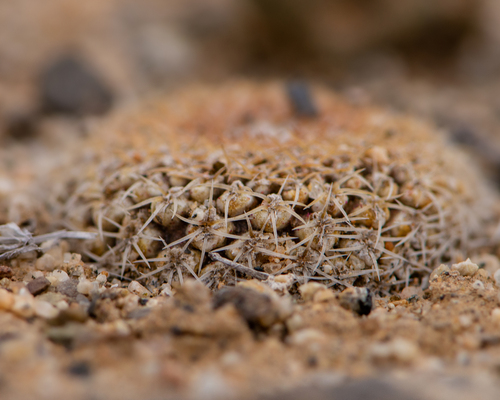 Eriosyce odieri