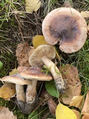 Tricholoma fulvum