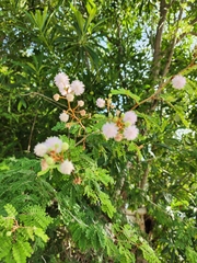 Mimosa bahamensis