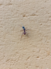 Camponotus cruentatus