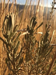 Artemisia tripartita
