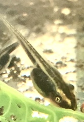 Litoria adelaidensis
