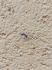 Camponotus cruentatus