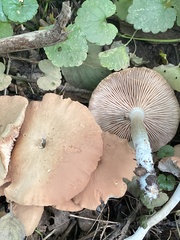 Rhodocybe
