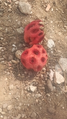 Clathrus crispus