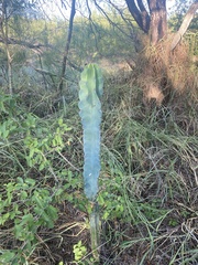 Cereus hildmannianus