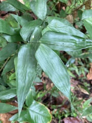 Lithachne pauciflora