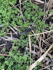 Diamma bicolor