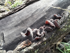 Auricularia