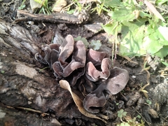 Auricularia