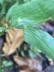 Lithachne pauciflora