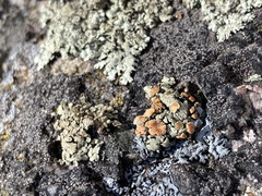 Rhizoplaca chrysoleuca