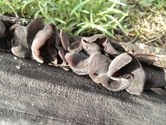 Auricularia