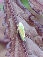 Graphocephala versuta