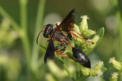 Isodontia exornata
