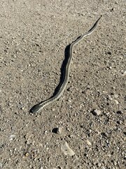 Thamnophis elegans vagrans