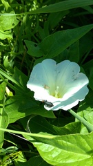 Epicauta atrata